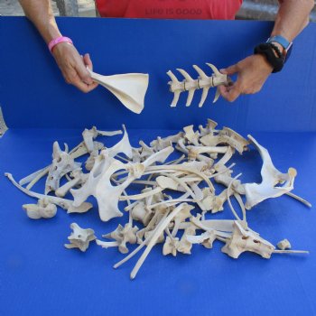 4lb lot of Assorted Wild Boar Bones - $30