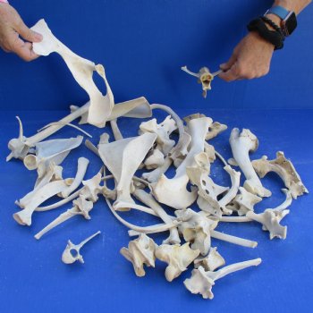 4lb lot of Assorted Wild Boar Bones - $30