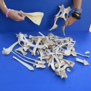 4lb lot of Assorted Wild Boar Bones - $30