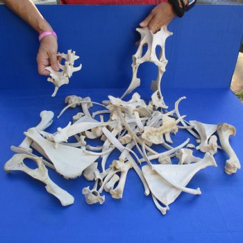 4lb lot of Assorted Wild Boar Bones - $30