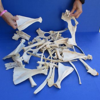 4lb lot of Assorted Wild Boar Bones - $30