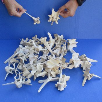 50 Wild Boar Vertebrae Bones, 3" to 6" - <font color=red>Special Price $50</font>