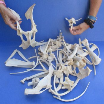 4lb lot of Assorted Wild Boar Bones - $30