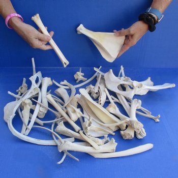 4lb lot of Assorted Wild Boar Bones - $30