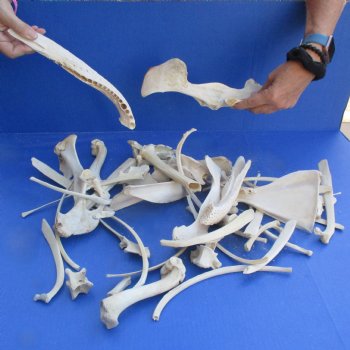 4lb lot of Assorted Wild Boar Bones - $30