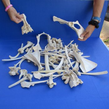 4lb lot of Assorted Wild Boar Bones - $30