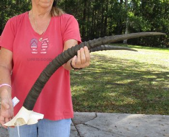 African Female Sable Skull Plate with 31" Horns - $125