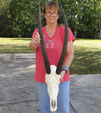 Authentic Female Sable Skull with 29" Horns - $200