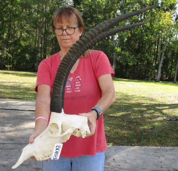 Authentic Female Sable Skull with 29" Horns - $200