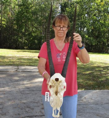 Authentic Female Sable Skull with 29" Horns - $200