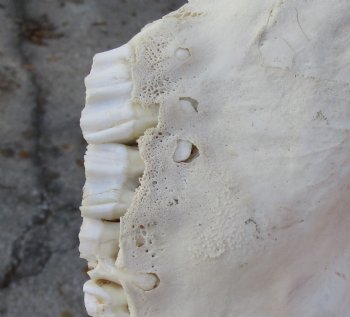 Authentic Female Sable Skull with 29" Horns - $200