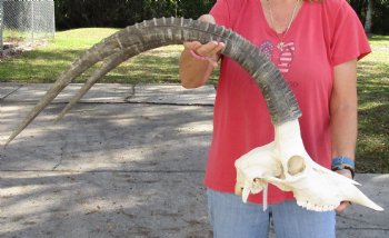 Authentic Female Sable Skull with 35" Horns - $200