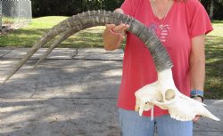 Authentic Female Sable Skull with 35" Horns - $200