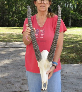 Authentic Female Sable Skull with 35" Horns - $200