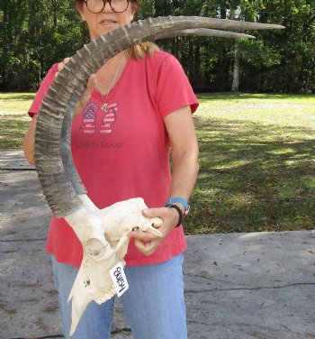 Authentic Female Sable Skull with 35" Horns - $200