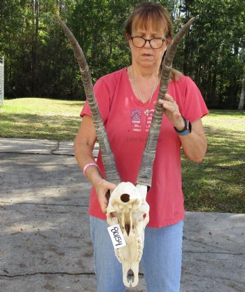 Authentic Female Sable Skull with 35" Horns - $200