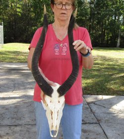 24 inch African Nyala Horns and Skull for sale $195