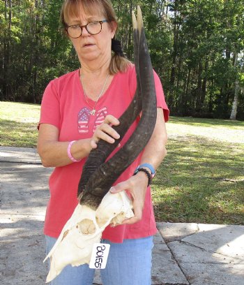 24 inch African Nyala Horns and Skull for sale $195