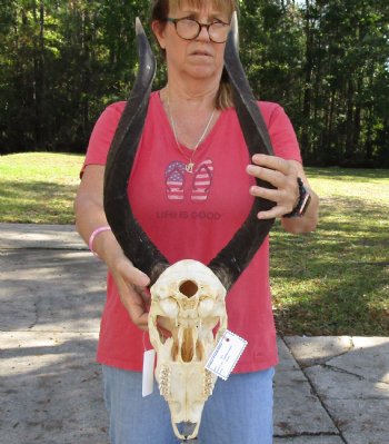 24 inch African Nyala Horns and Skull for sale $195