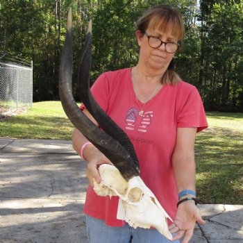 24 inch African Nyala Horns and Skull for sale $195