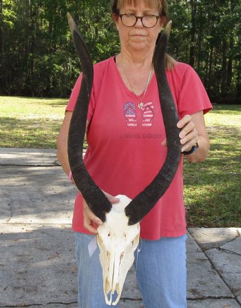 26 inch African Nyala Horns and Skull for sale $195