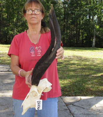 26 inch African Nyala Horns and Skull for sale $195