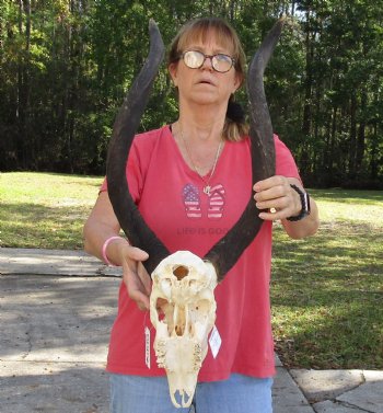 26 inch African Nyala Horns and Skull for sale $195