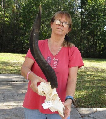 26 inch African Nyala Horns and Skull for sale $195