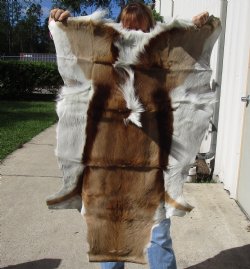 Authentic African Springbok Skin 43x29 inches - $57