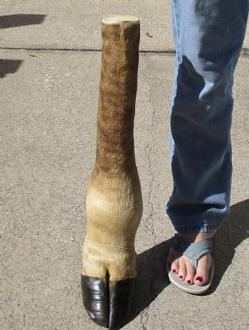 23 inch tall Giraffe Foot Mount Available For Sale for $90