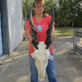 30" Horns on 19" Male Eland Skull - $195