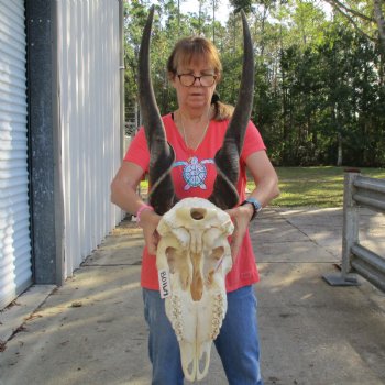 30" Horns on 19" Male Eland Skull - $195