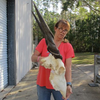 30" Horns on 19" Male Eland Skull - $195