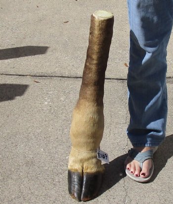 23 inch tall Giraffe Foot Mount Available For Sale for $90