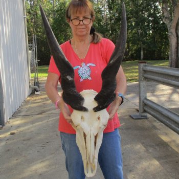 30" Horns on 19" Male Eland Skull - $195