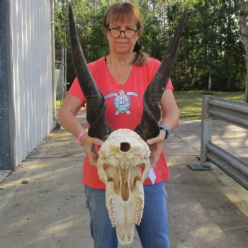 30" Horns on 19" Male Eland Skull - $195