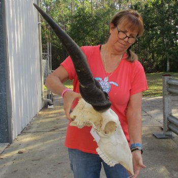 30" Horns on 19" Male Eland Skull - $195