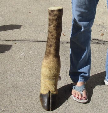 23 inch tall Giraffe Foot Mount Available For Sale for $90