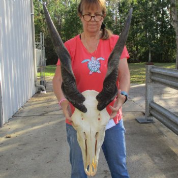 28" Horns on 20" Male Eland Skull - $195