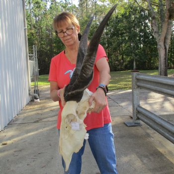 28" Horns on 20" Male Eland Skull - $195