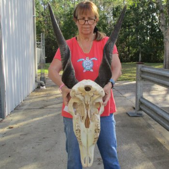 28" Horns on 20" Male Eland Skull - $195