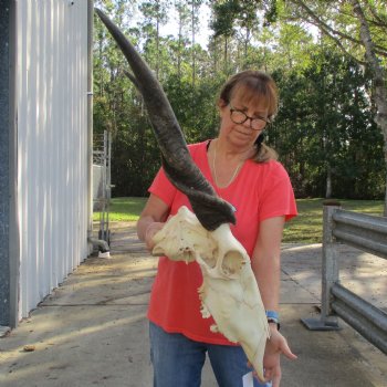 28" Horns on 20" Male Eland Skull - $195