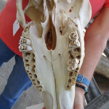 28" Horns on 20" Male Eland Skull - $195