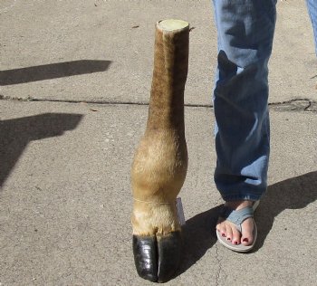 22 inch tall Giraffe Foot Mount Available For Sale for $90