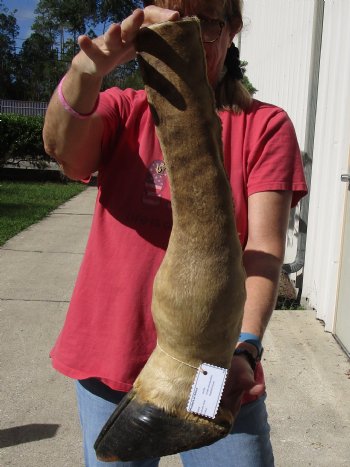 22 inch tall Giraffe Foot Mount Available For Sale for $90