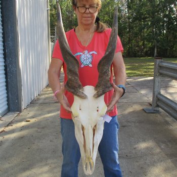 29" Horns on 18" Male Eland Skull - $180