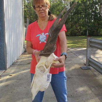 29" Horns on 18" Male Eland Skull - $180