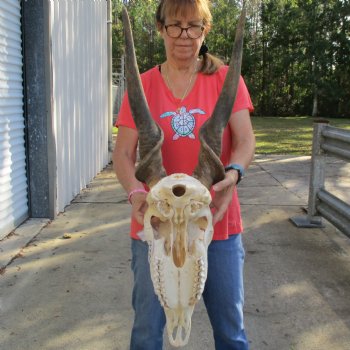 29" Horns on 18" Male Eland Skull - $180