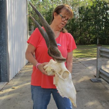 29" Horns on 18" Male Eland Skull - $180