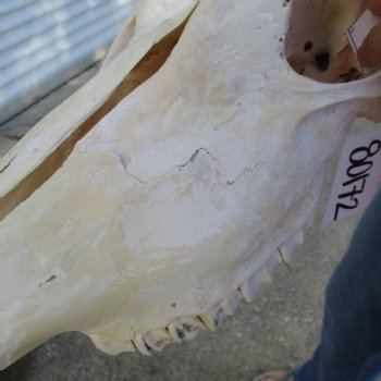 29" Horns on 18" Male Eland Skull - $180